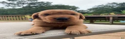 Golden Retriever dogs for sale: Azlan - Ad 3