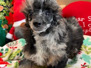 Toy Poodle dogs Helen - Ad 26