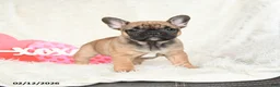 French Bulldog dogs for sale: Hazel - Ad 3