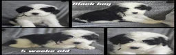 Sheepadoodle dogs for sale: Aster- black collar - Ad 2