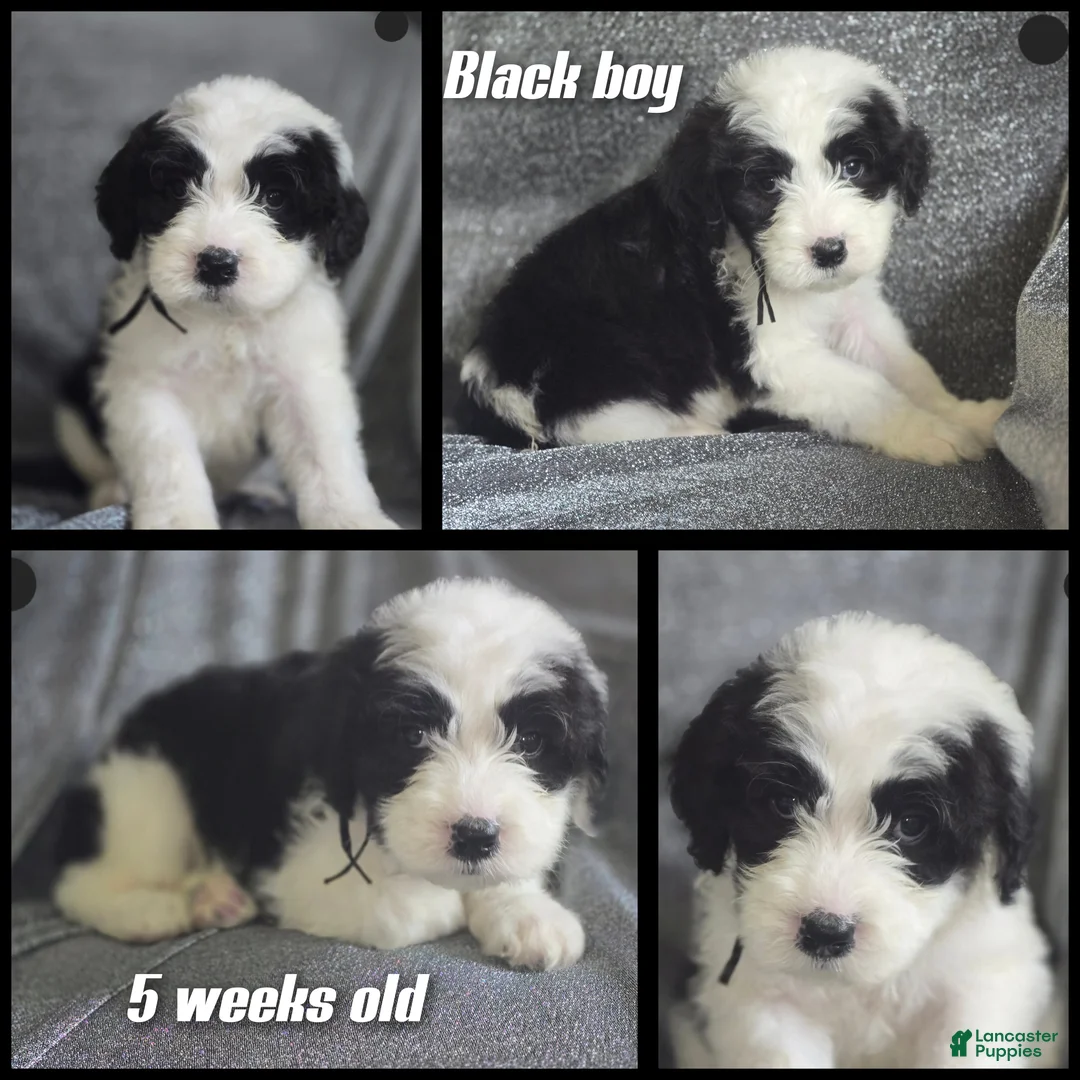 Sheepadoodle dogs for sale: Aster- black collar - Ad 2
