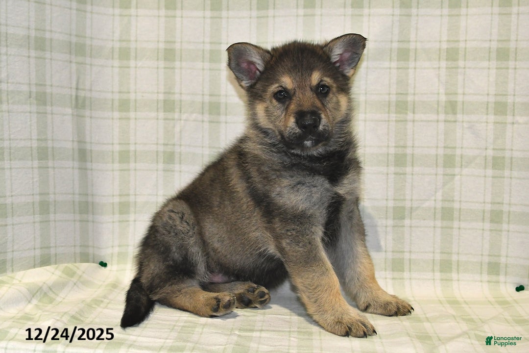 German Shepherd dogs for sale: Mason - Ad 5