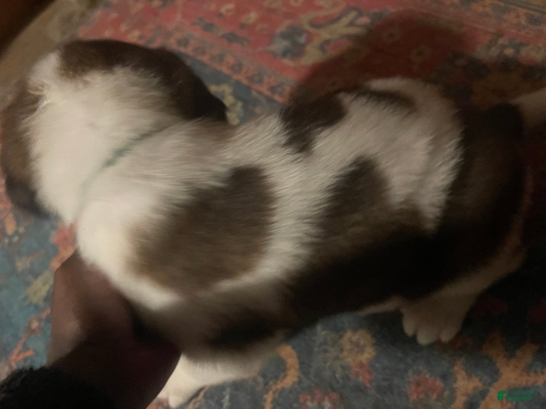 Saint Bernard dogs for sale: Saint Bernard Puppy 1 - Ad 2