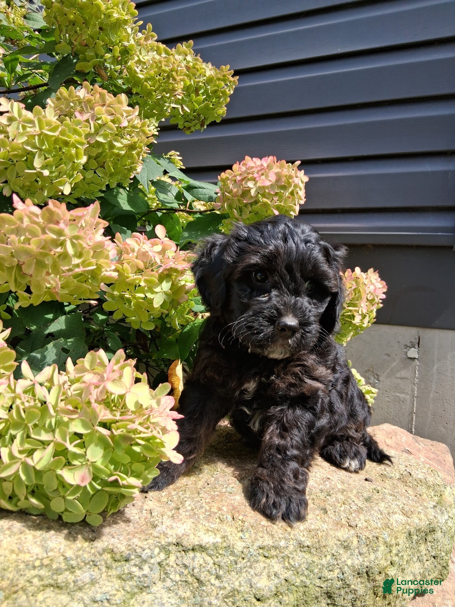 Yorkiepoo dogs for sale: Shadow - Ad 1