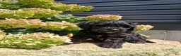 Yorkiepoo dogs for sale: Shadow - Ad 1