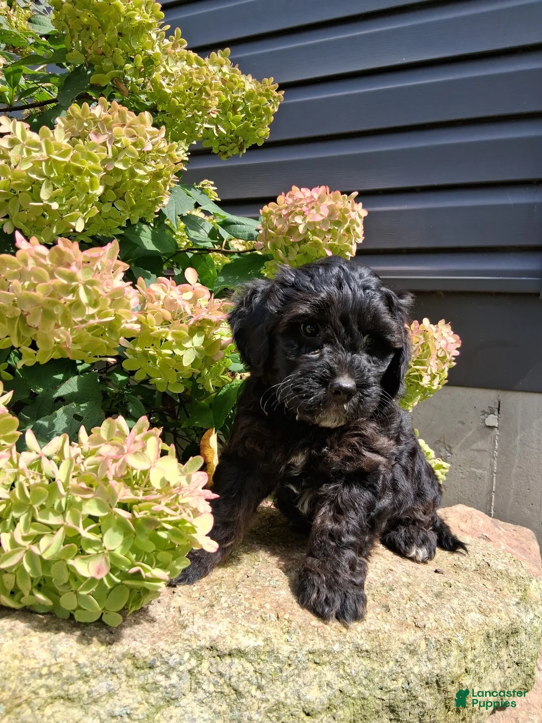Yorkiepoo dogs for sale: Shadow - Ad 1