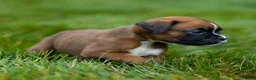 Boxer dogs for sale: Niki Boxer 4 - Ad 10