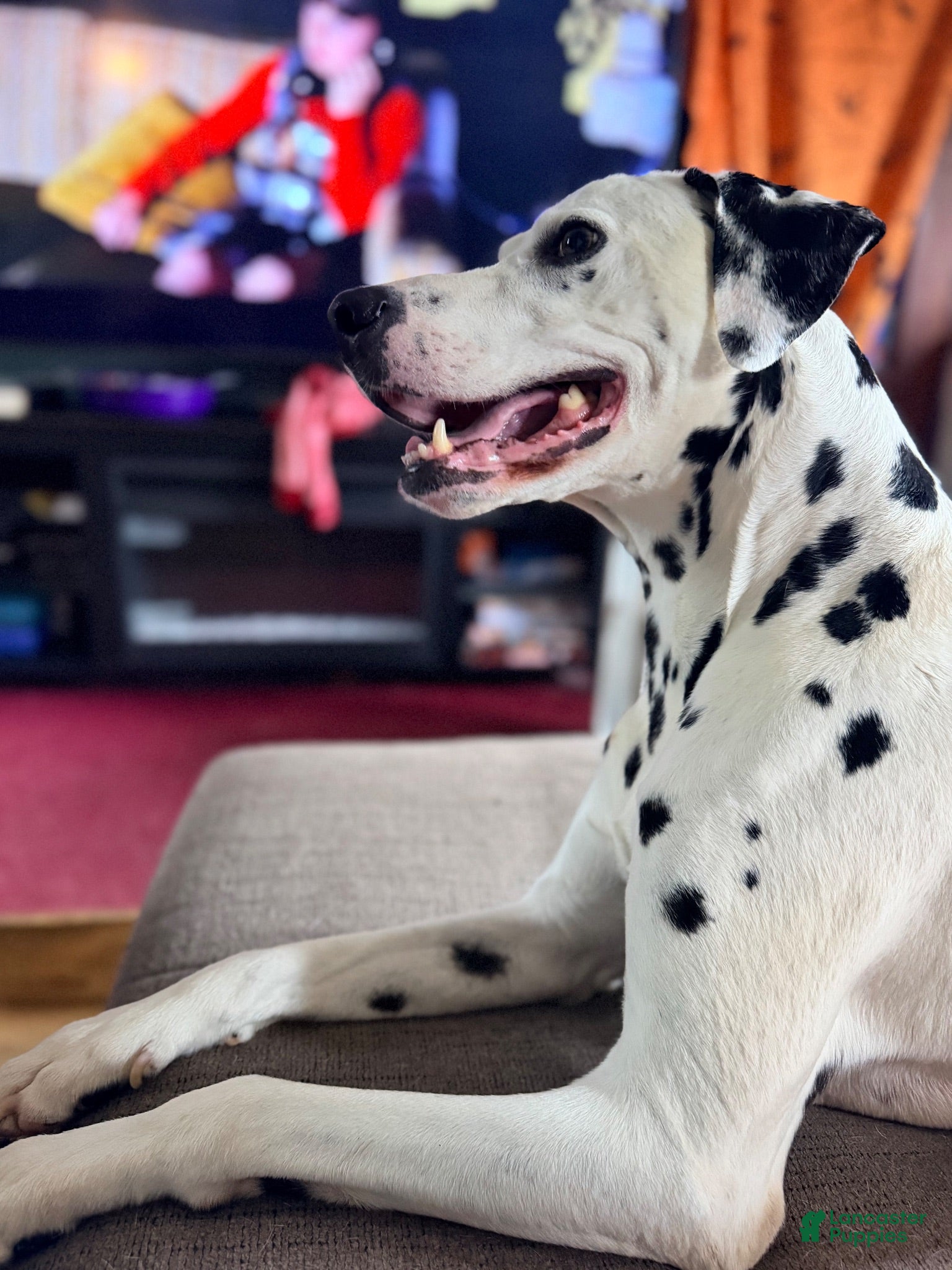 Dalmatian dogs Cooper - Ad 1