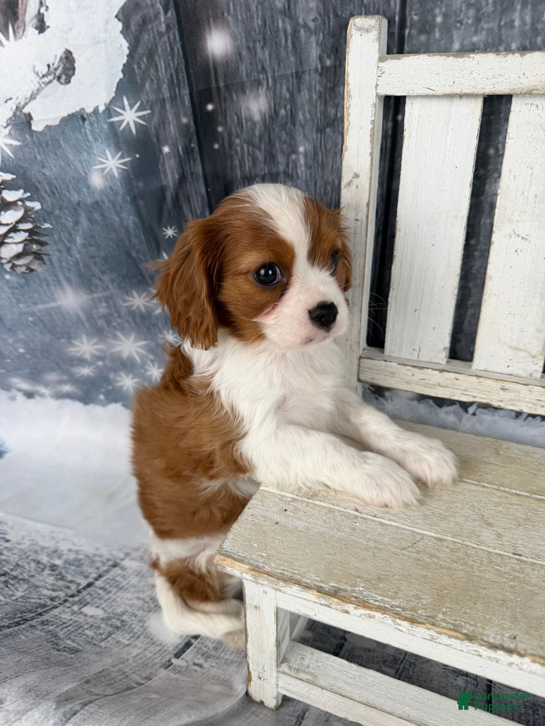 Cavalier King Charles Spaniel dogs for sale: Slash - Ad 6