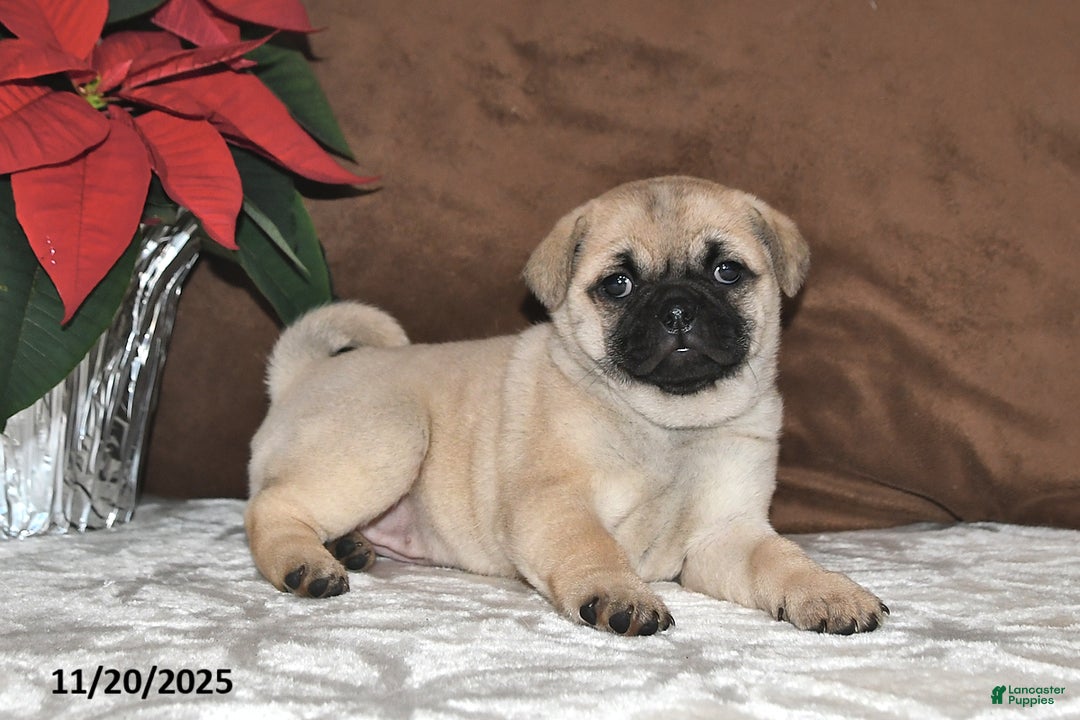 Mixed Breed dogs for sale: Beauty - Ad 8