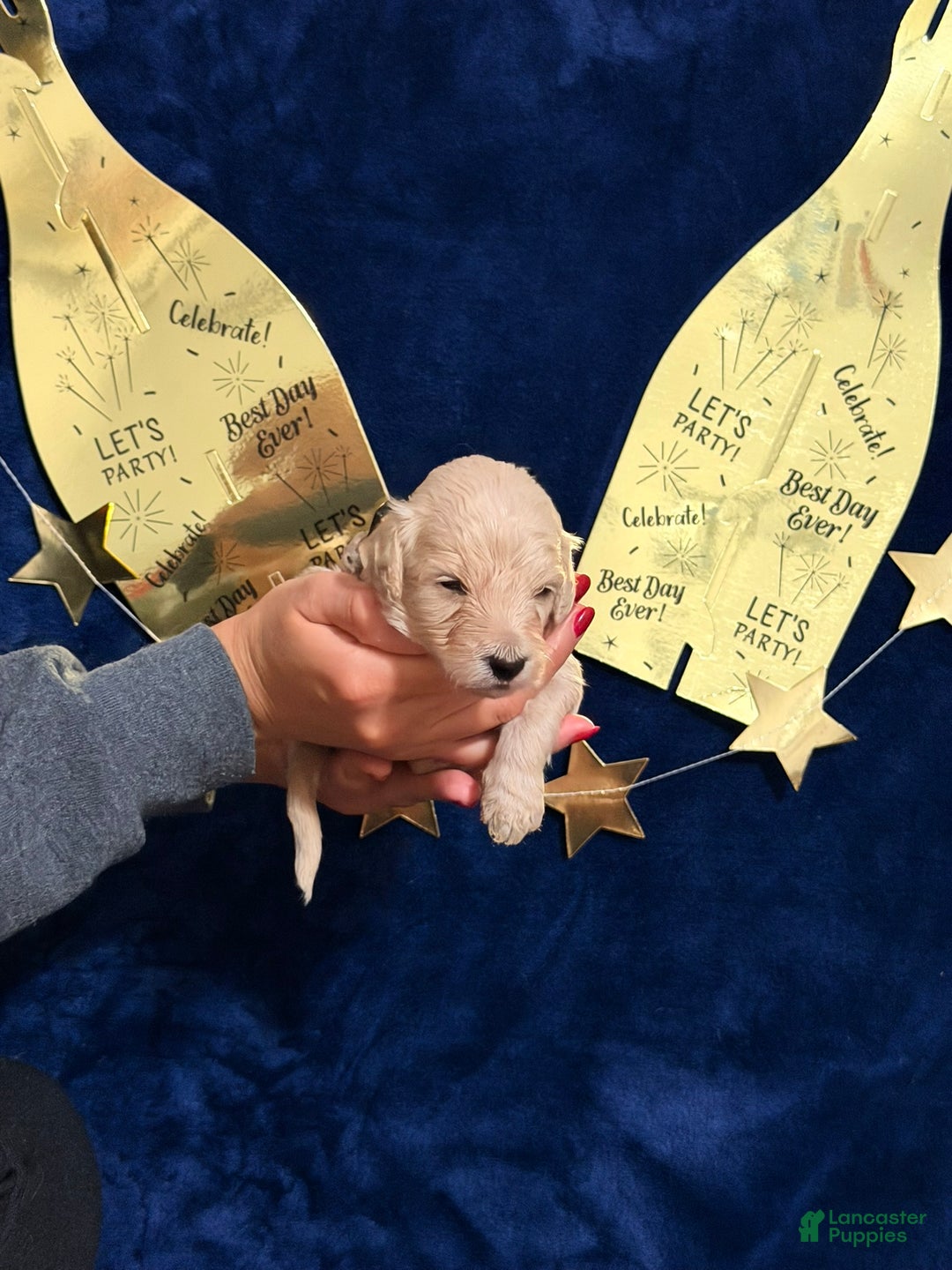 Goldendoodle dogs for sale: Goldendoodle Puppy 9 - Ad 1