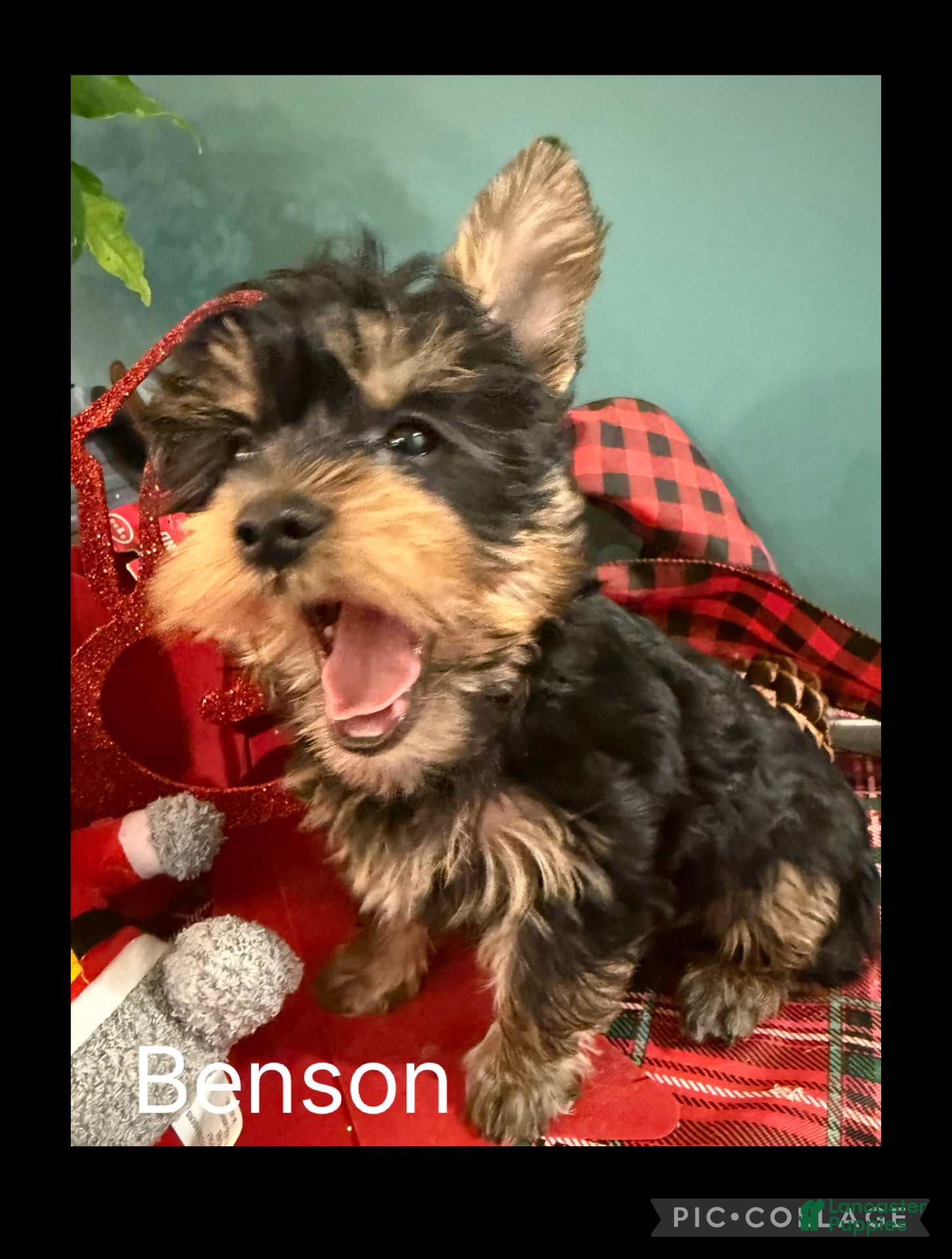 Yorkshire Terrier dogs Yorkshire Terrier Puppy 1 BENSON - Ad 21
