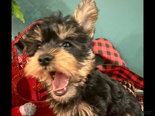 Yorkshire Terrier dogs Yorkshire Terrier Puppy 1 BENSON - Ad 21