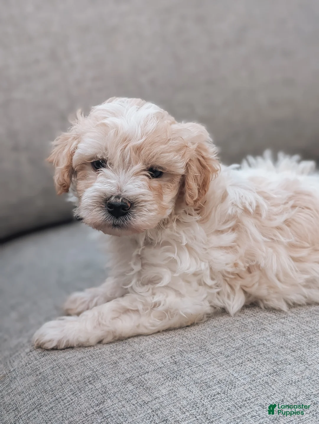 Havanese dogs for sale: Timmy - Ad 8