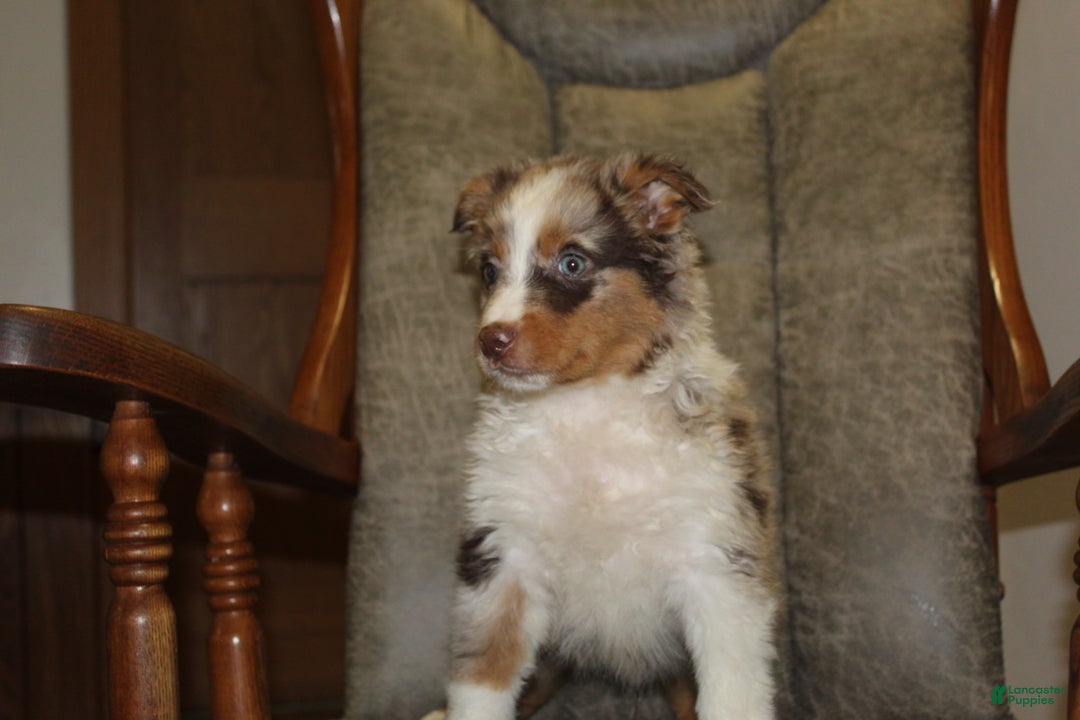 Australian Shepherd dogs for sale: Taco - Ad 2