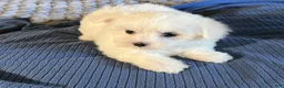 Maltese dogs for sale: Maltese 1 - Ad 2