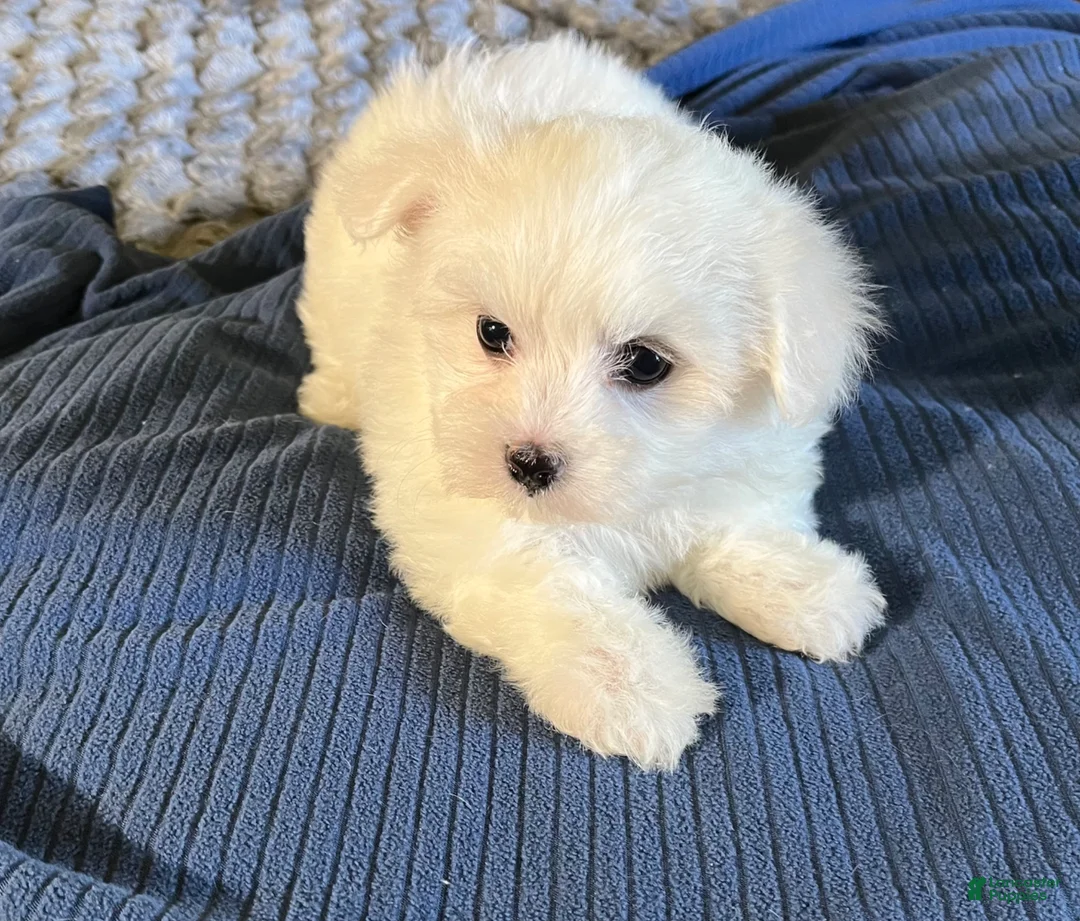 Maltese dogs for sale: Maltese 1 - Ad 2