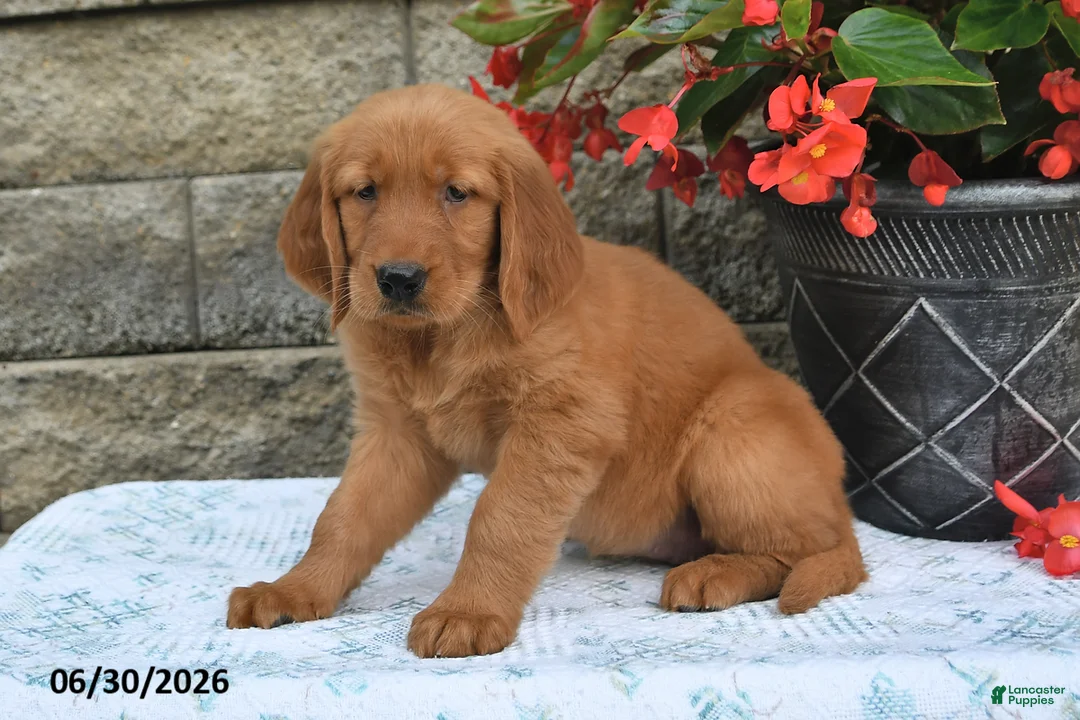 Golden Retriever dogs for sale: Brinley - Ad 2