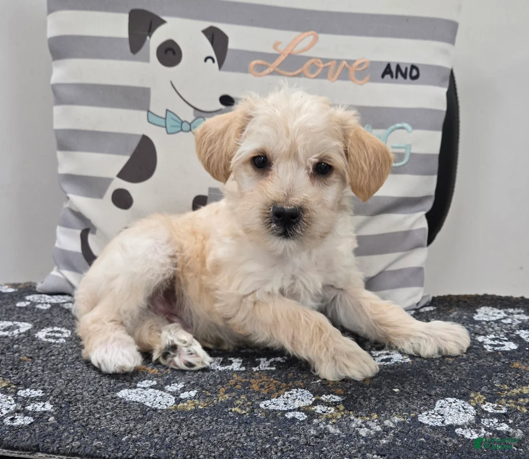 Schnoodle dogs for sale: Daisy - Ad 10