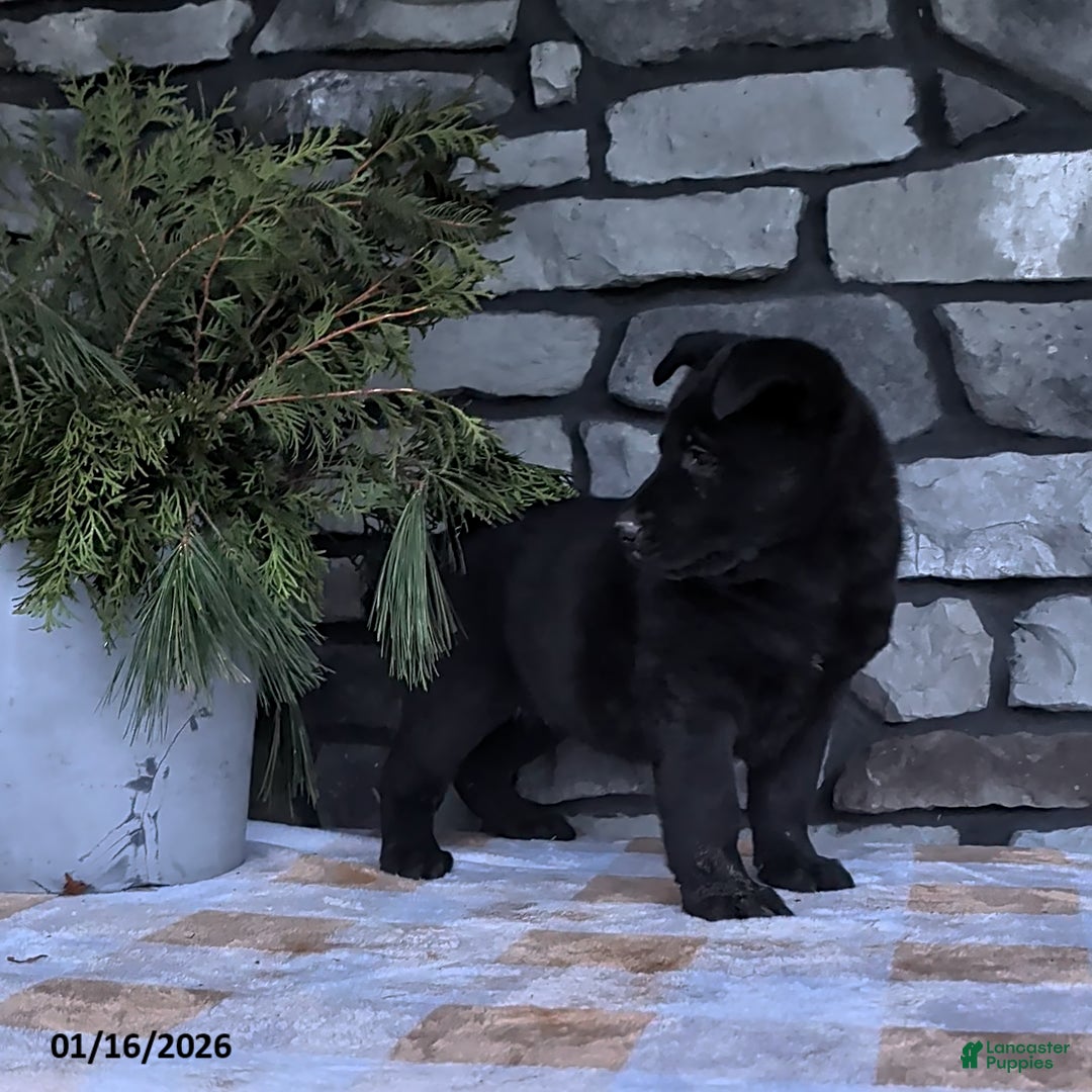 German Shepherd dogs for sale: Bella   - Ad 2