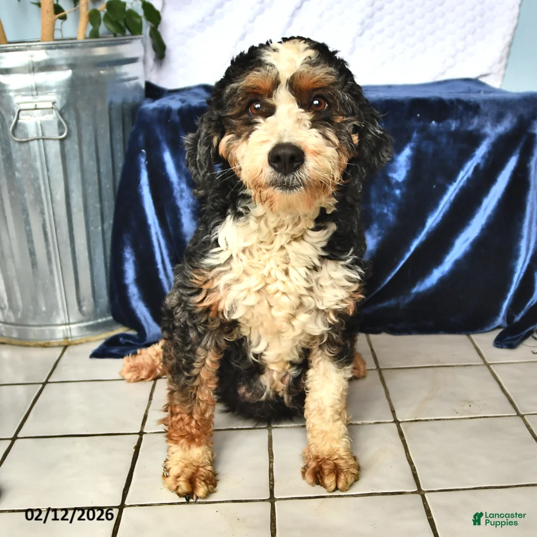 Mini Bernedoodle dogs for sale: Diamond - Ad 6