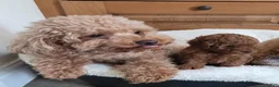 Cavapoo dogs for sale: Harley - Ad 7