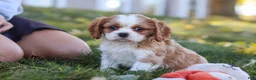 Cavalier King Charles Spaniel dogs for sale: Bingo - Ad 7