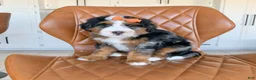 Bernedoodle dogs for sale: Maple - Ad 5