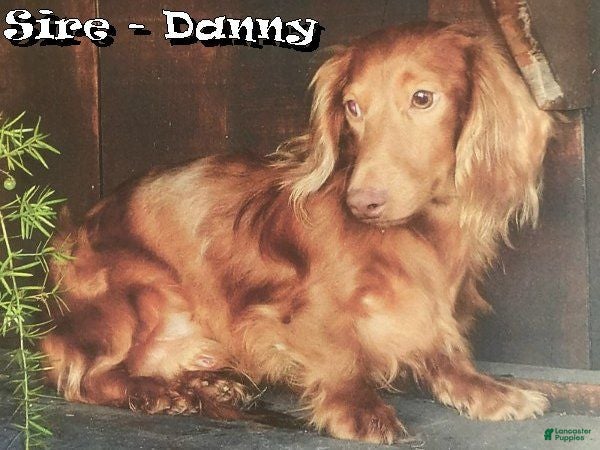 Danny
