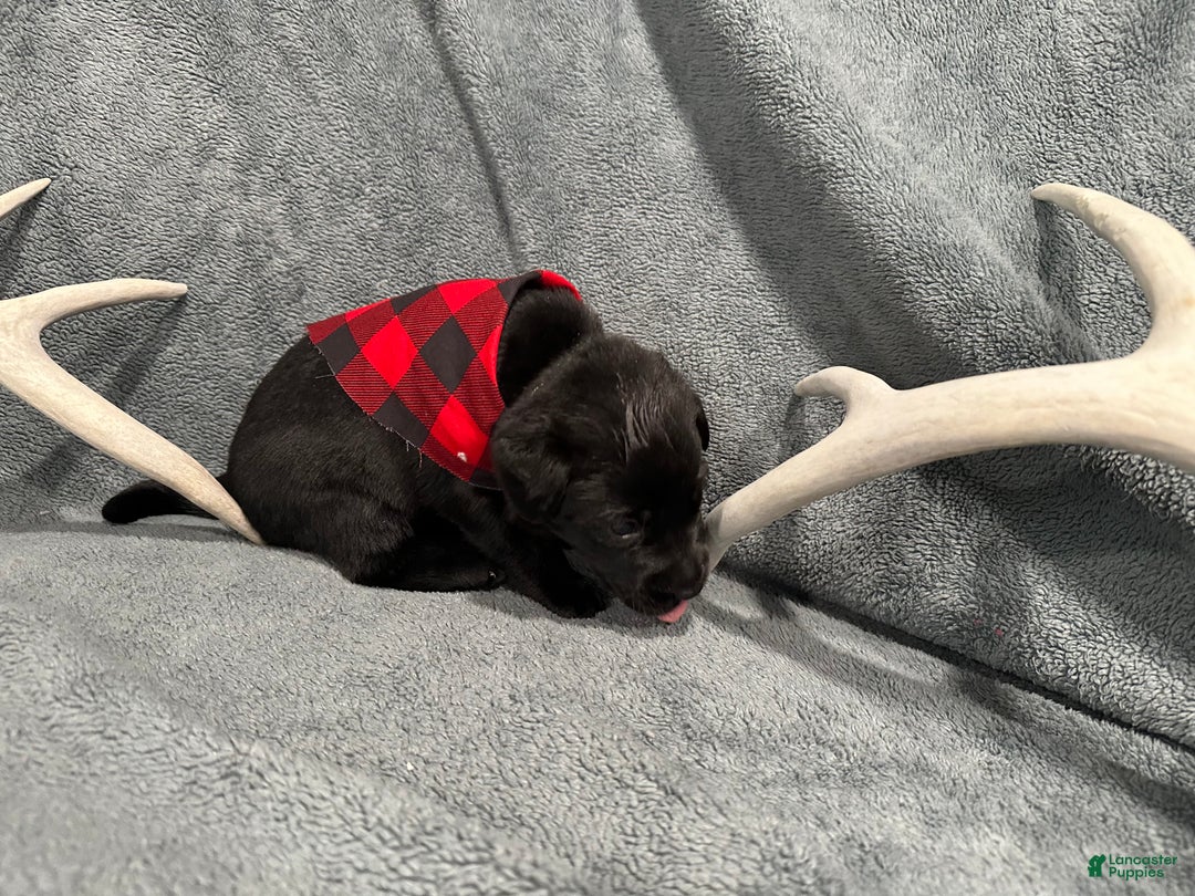 Labrador Retriever dogs for sale: Remington  - Ad 5