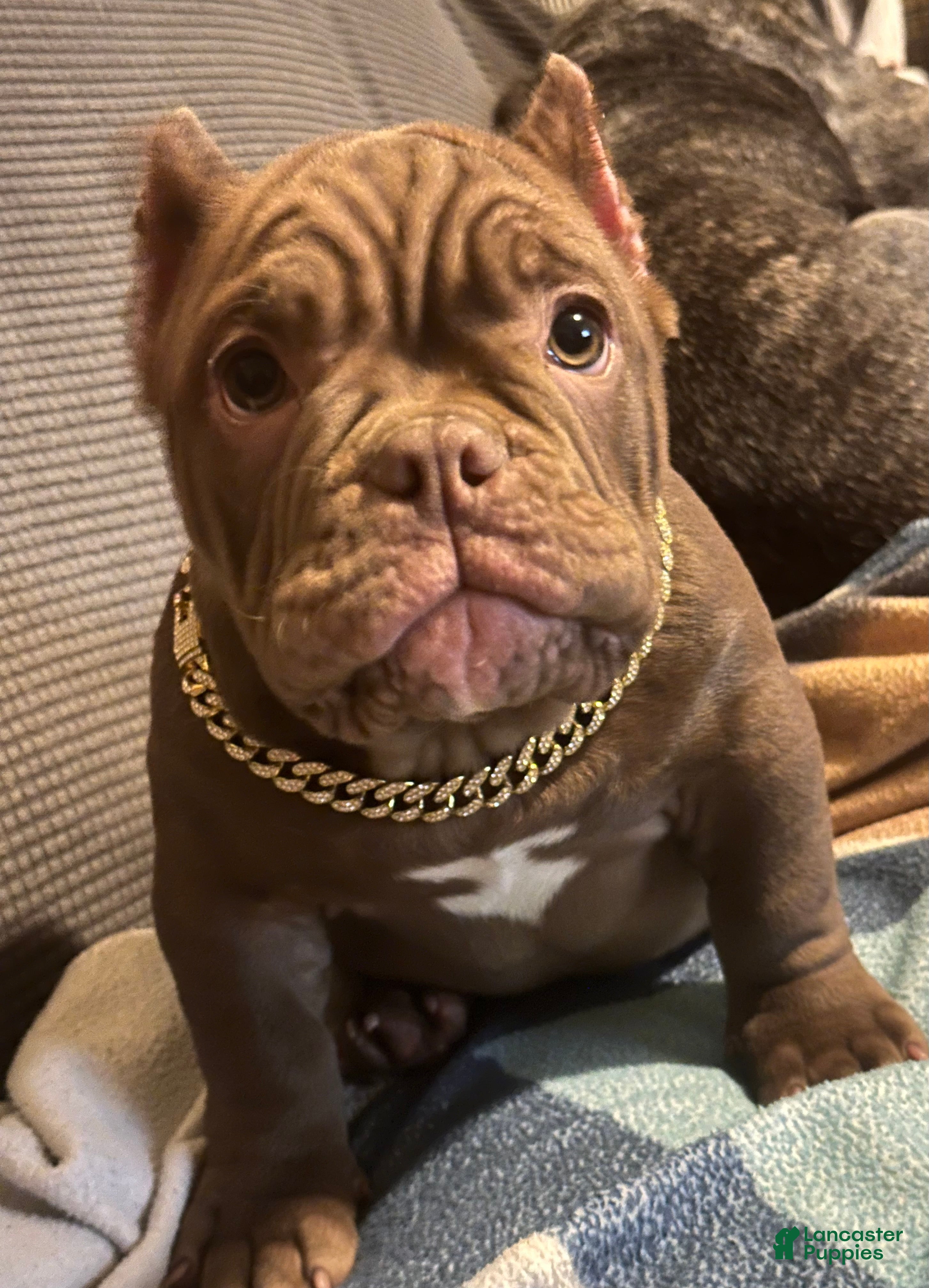 American Bully dogs Honey - Ad 11