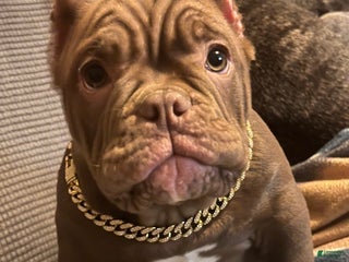 American Bully dogs Honey - Ad 11