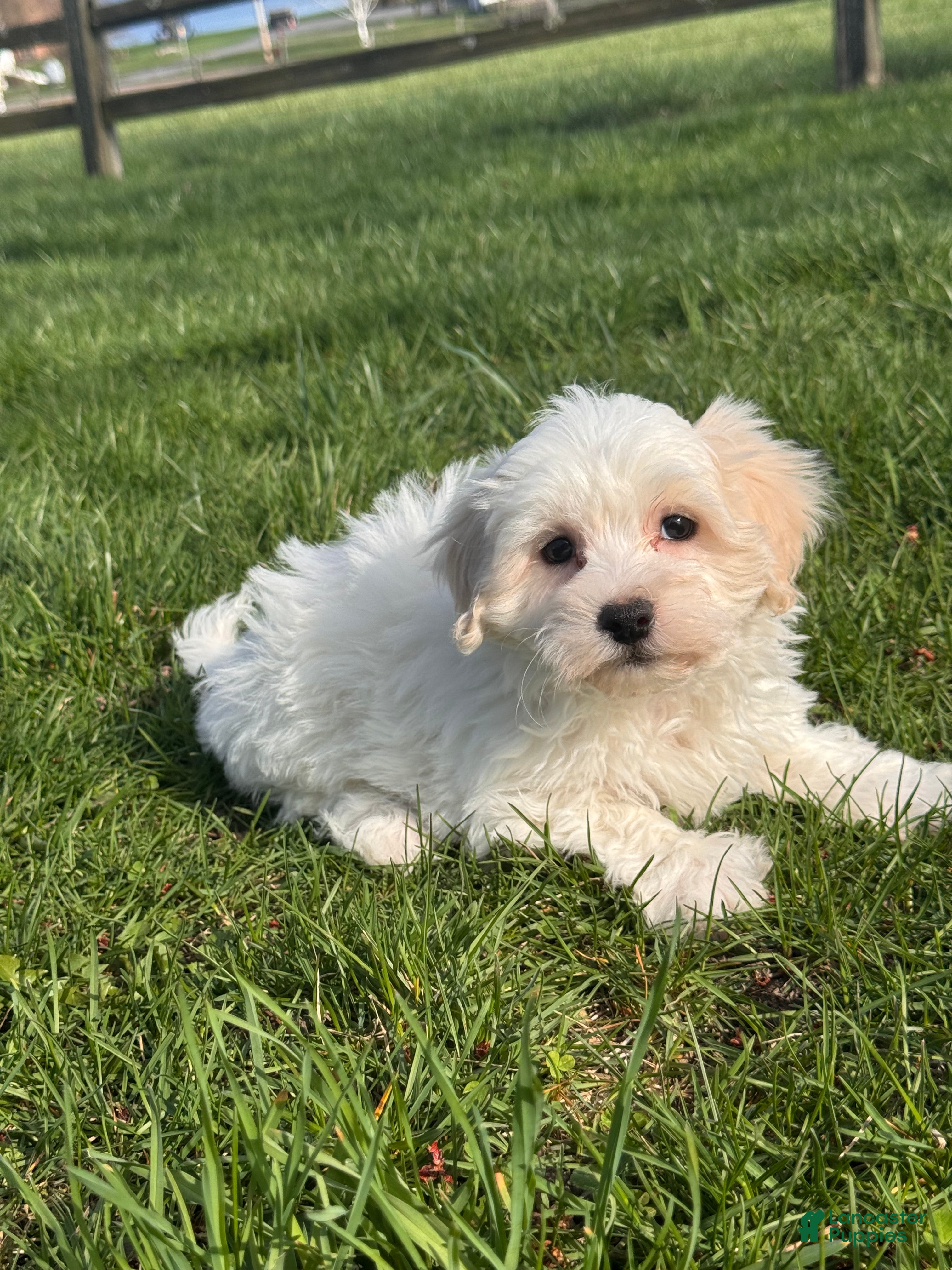 Mixed Breed dogs Hershey  - Ad 12