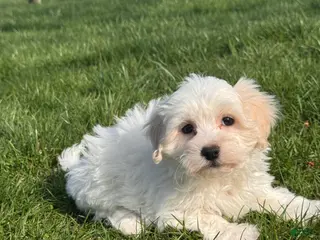 Mixed Breed dogs Hershey - Ad 12