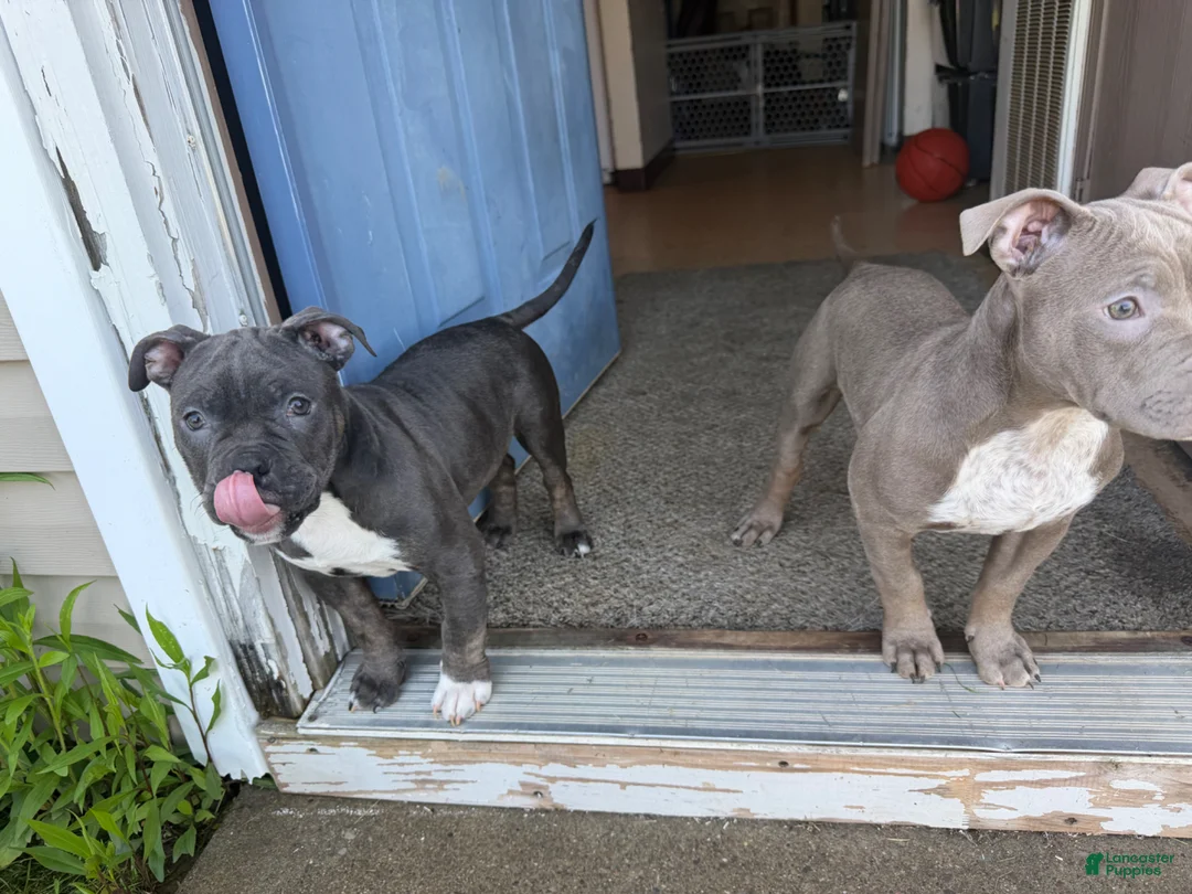 Mixed Breed dogs for sale: Mixed Breed Puppy 2 - Ad 2