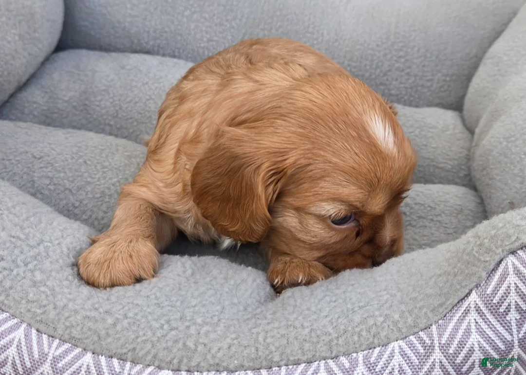 Cavalier King Charles Spaniel dogs for sale: Cavalier King Charles Spaniel 3 - Ad 2