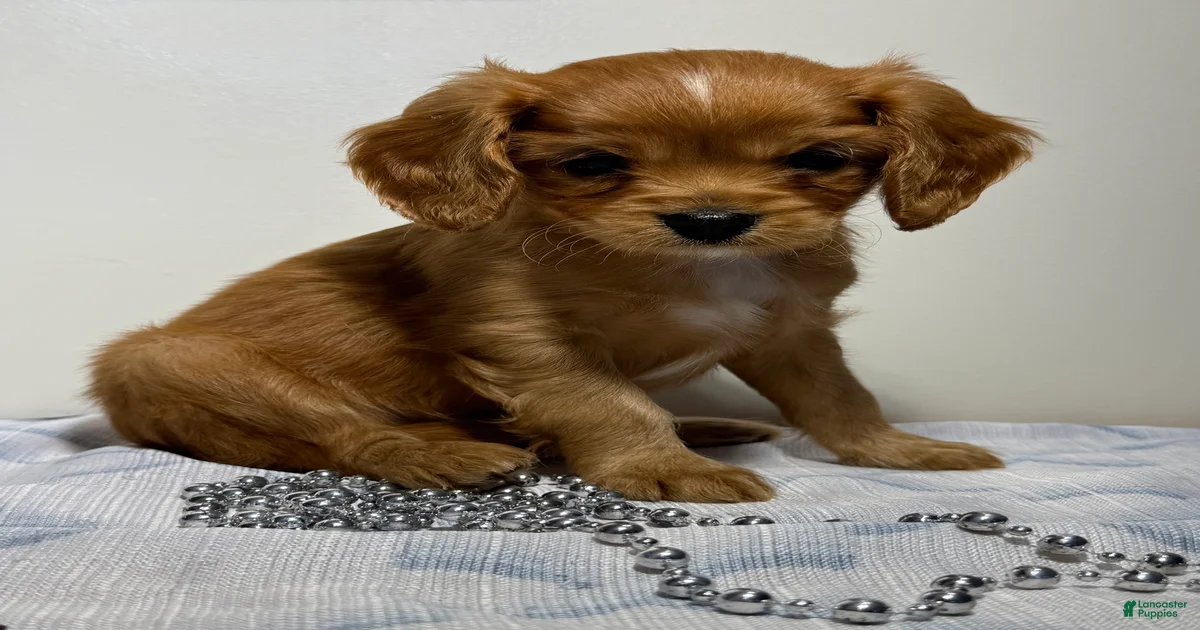 Cavapoo Puppies for sale | Lancaster Puppies