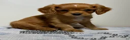 Cavapoo dogs for sale: Spencer Cavapoo  - Ad 1