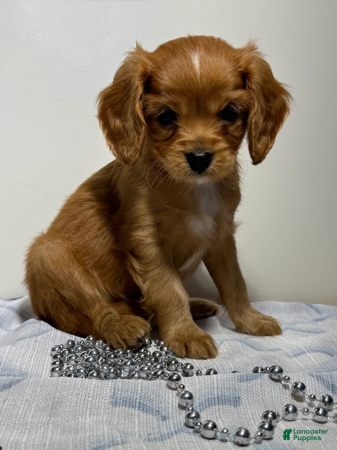Cavapoo dogs for sale: Spencer Cavapoo  - Ad 1