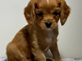 Cavapoo dogs Spencer Cavapoo - Ad 1