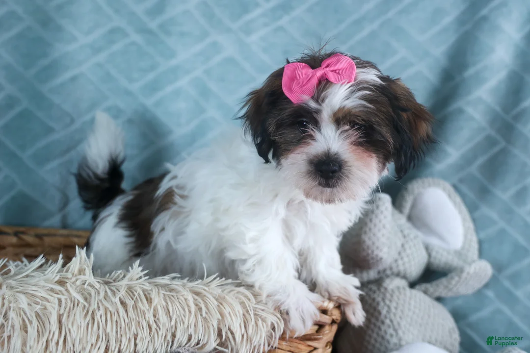 Teddy Bear dogs for sale: GABBY - Ad 8