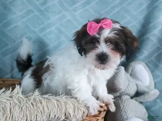 Teddy Bear dogs GABBY - Ad 41