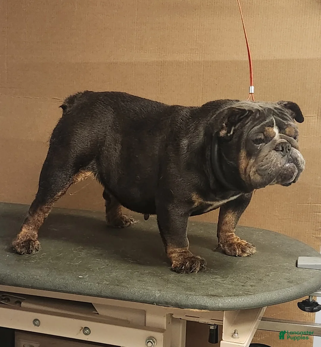 English Bulldog dogs for sale: Spud - Ad 4