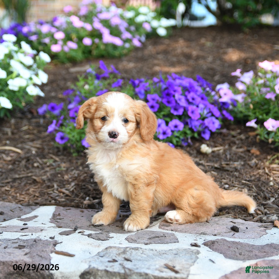 Mini Bernedoodle dogs Penn - Ad 1