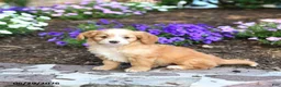Mini Bernedoodle dogs for sale: Penn - Ad 1