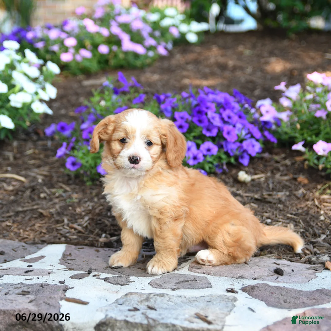 Mini Bernedoodle dogs for sale: Penn - Ad 1