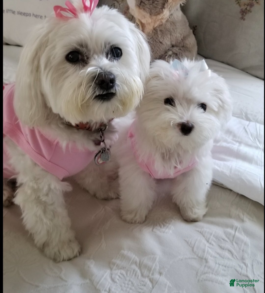 Coton De Tulear dogs for sale: Coton De Tulear Puppy 6 - Ad 5