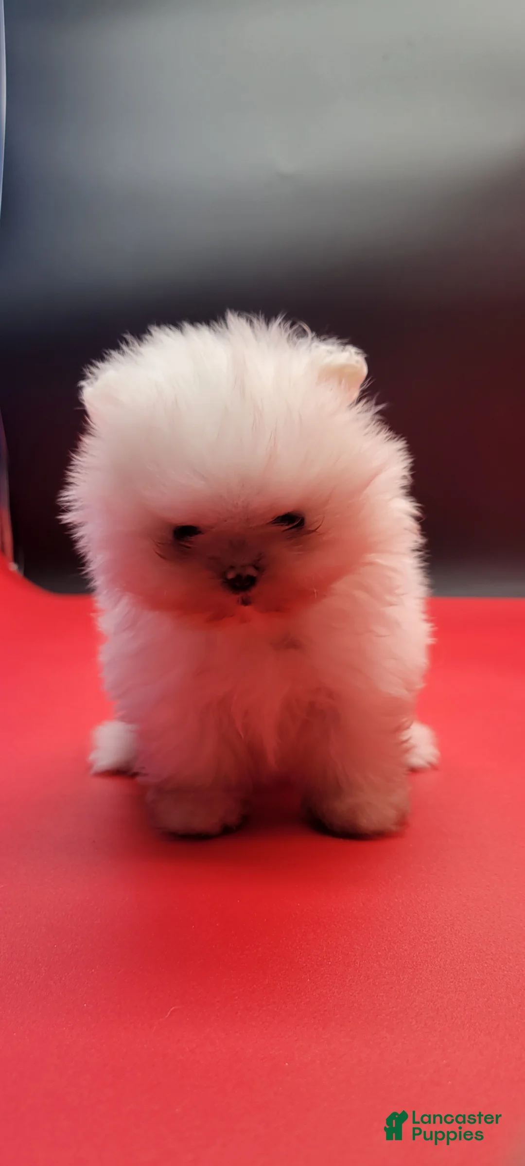Pomeranian dogs for sale: Pomeranian Puppy 1 - Ad 2