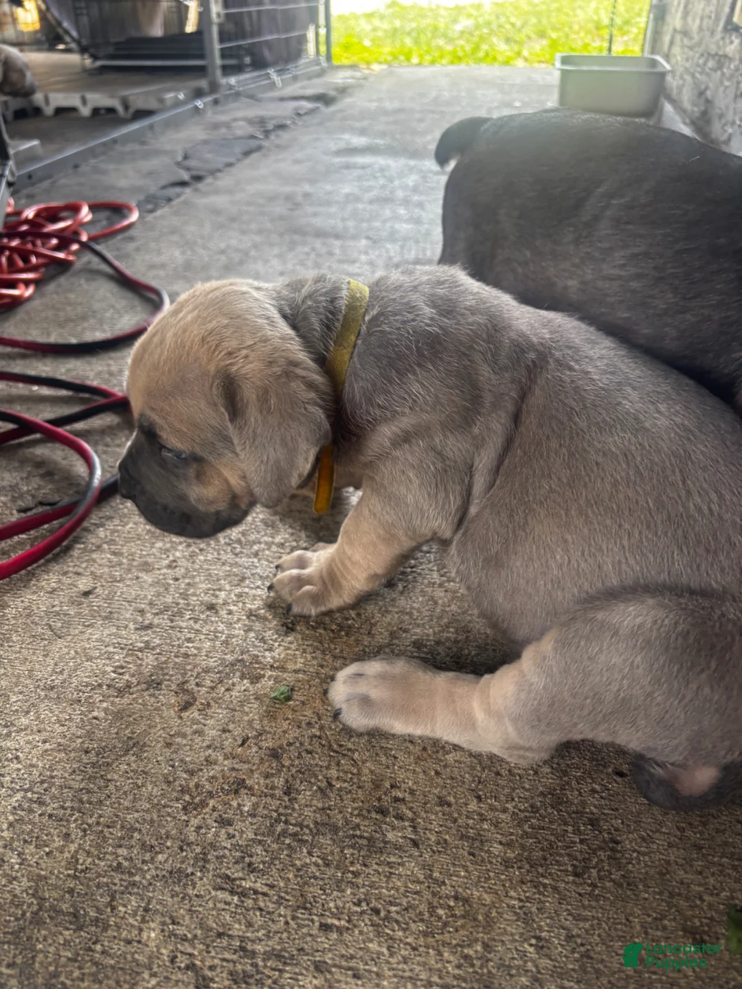 Cane Corso dogs for sale: Cane Corso Puppy 4 - Ad 1