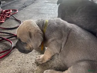 Cane Corso dogs Cane Corso Puppy 4 - Ad 8